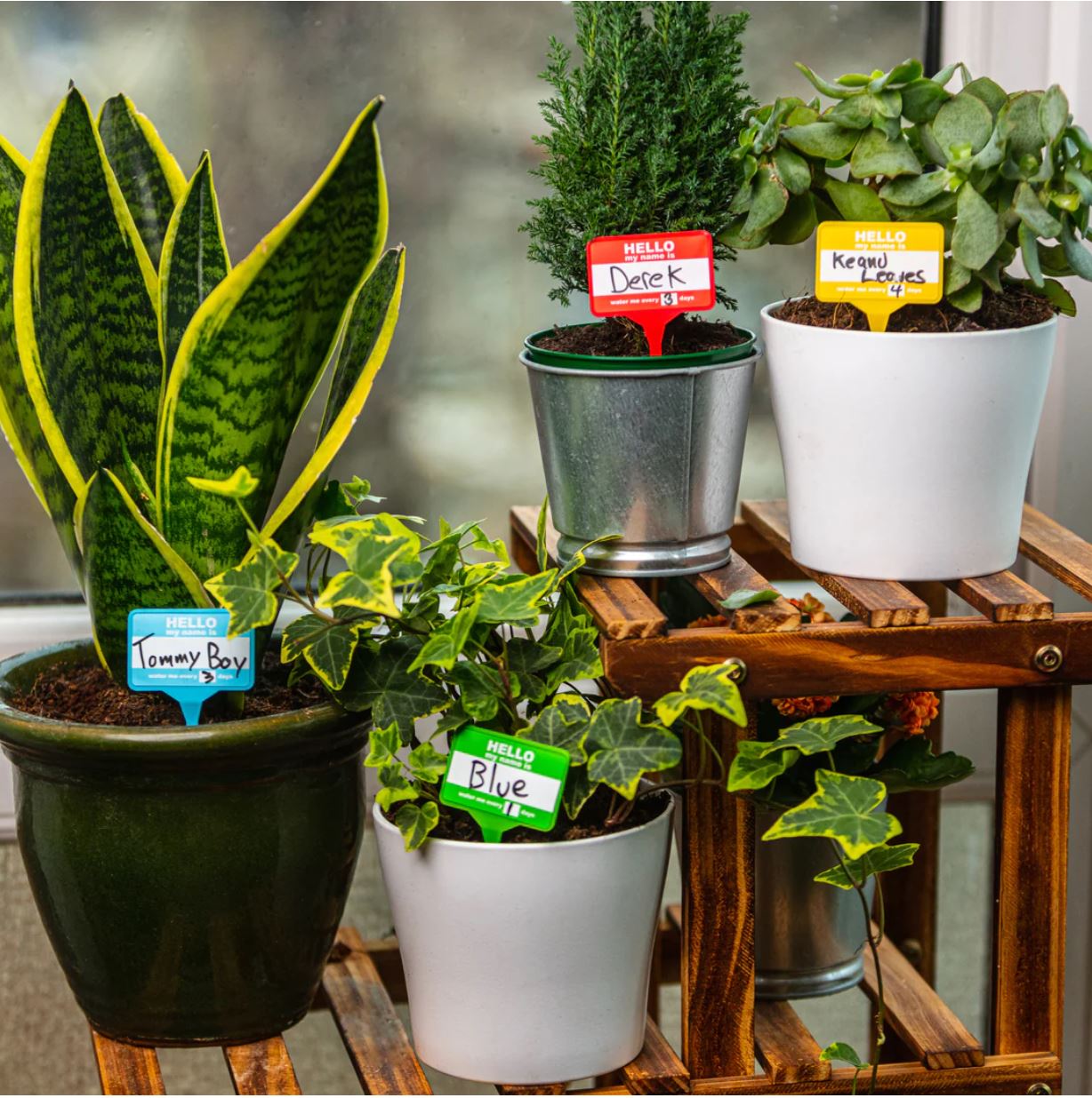 name your house plants Plant Name Badges for Houseplants (Set of 12)