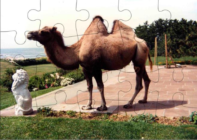 Camel at Rough Point 20 Piece Jigsaw Puzzle